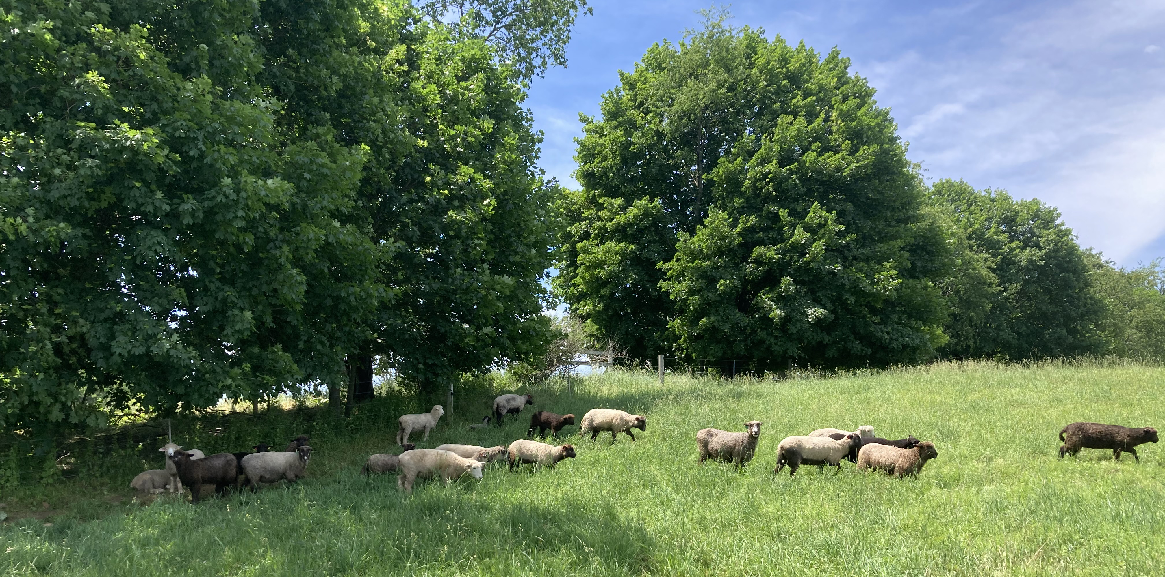 Flock of sheep