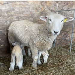 Sheep care