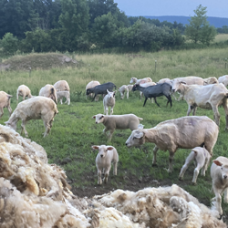 Sheep flock